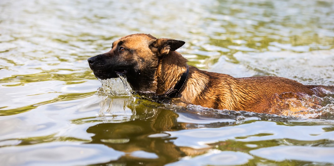 fout Trein sturen Camping met hond aan water | Boek nu bij De Schatberg - De Schatberg