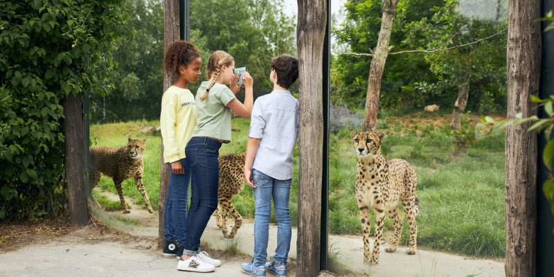 dierenrijk-familie-glas.jpg