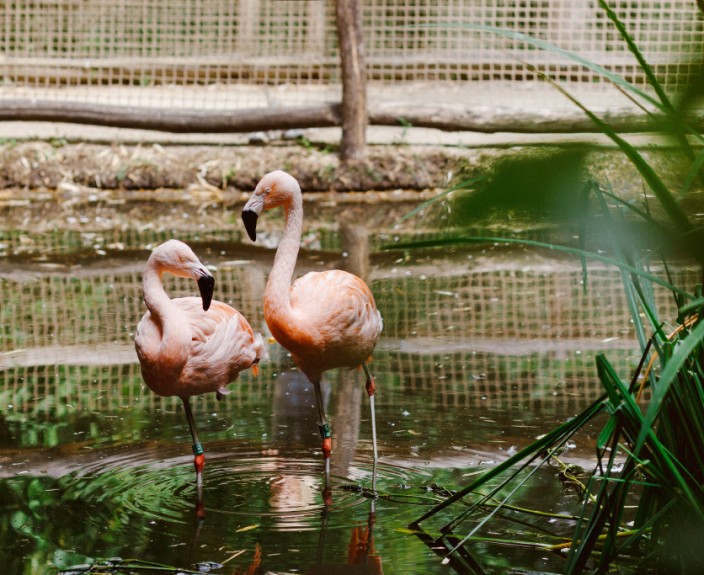 Zoo parc 4.jpg